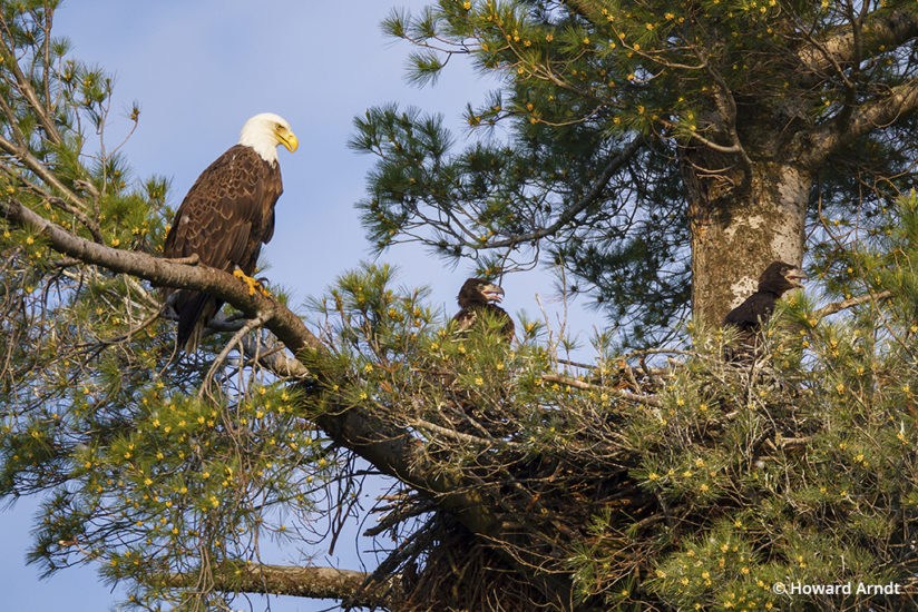 Photographing bald eagles: mother and chicks wait for dinner