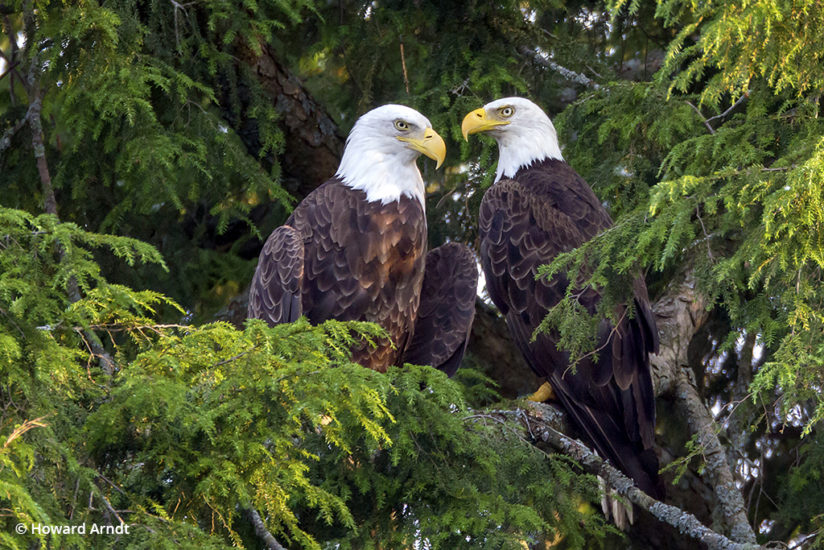 Photographing bald eagles: parents keep watch over the chicks