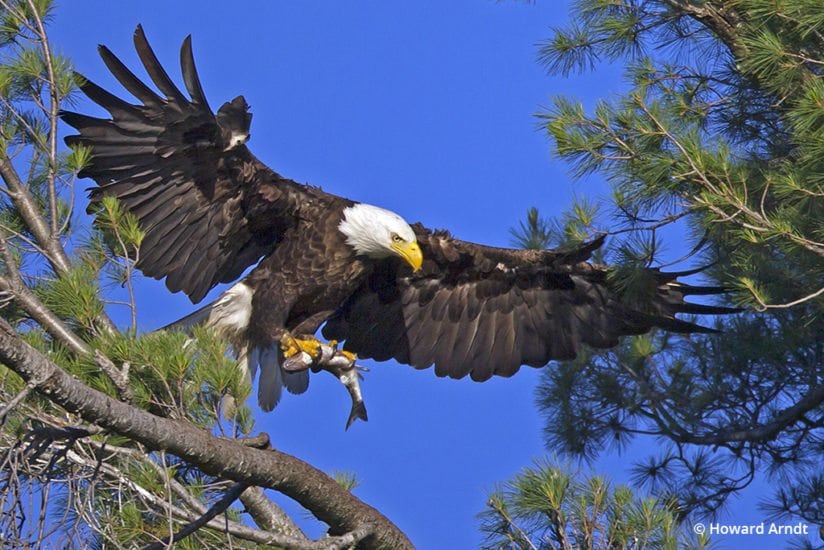 Photographing bald eagles: Eagle father returns with fish for dinner
