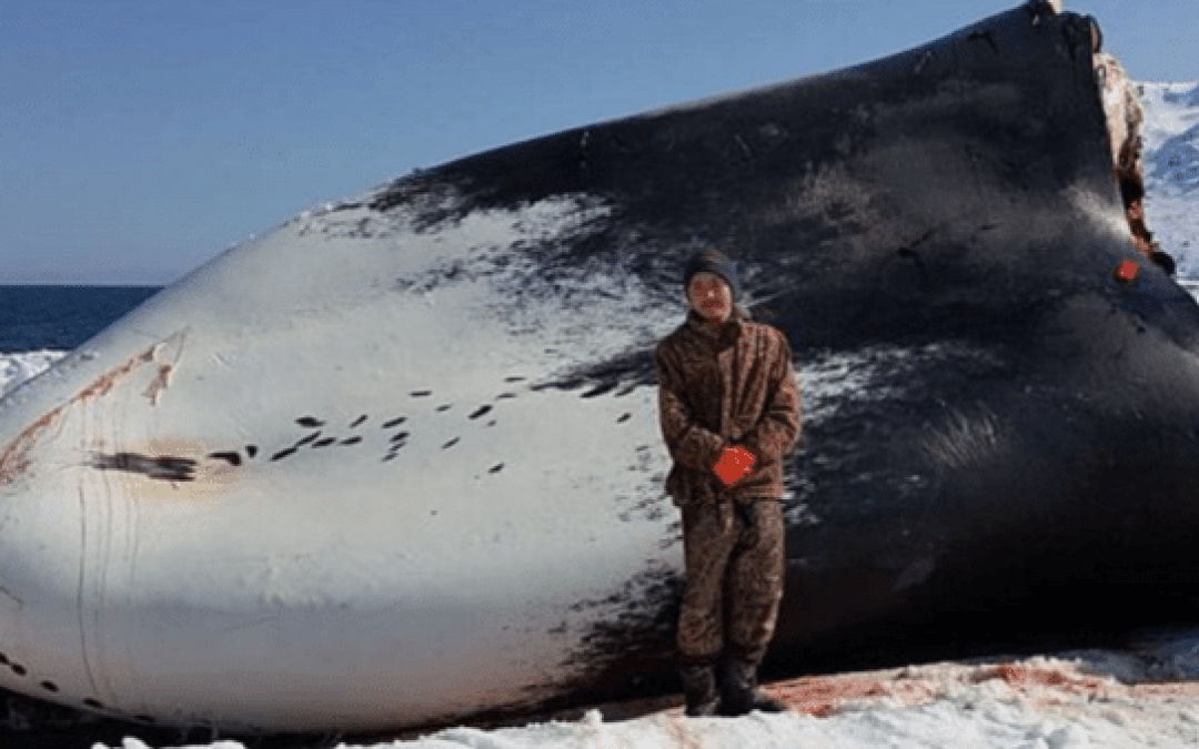 Alaskan Boy Harassed by Loony Animal Rights Activists for Killing a Whale to Feed His Village