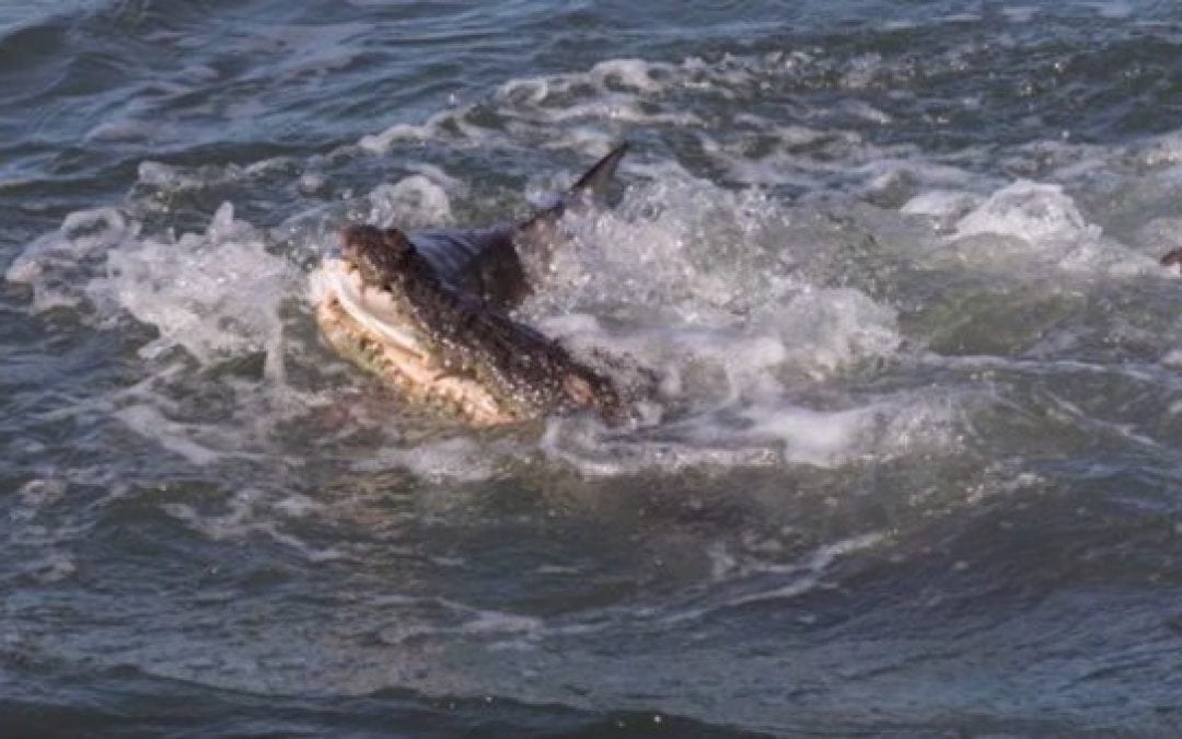 Deathmatch of the Day: Saltwater Croc vs. Shark