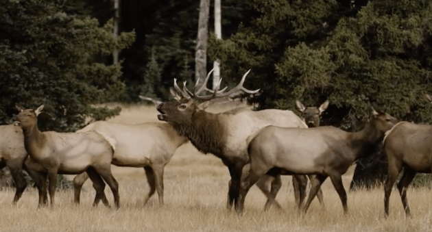 elk hunting