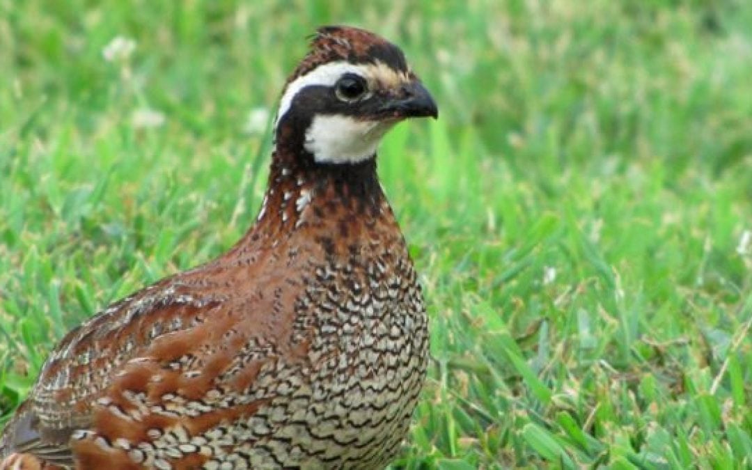 Long Island NY Unleashes Quail Army to Fight Ticks