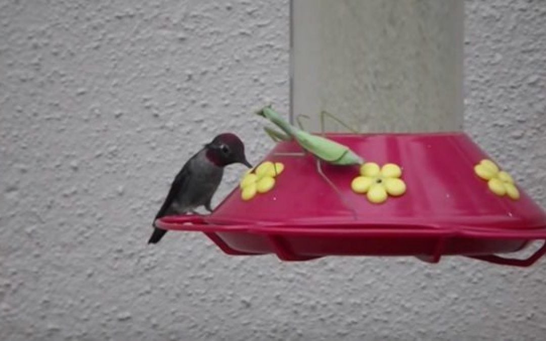 Nightmare Fuel: 7 Times a Praying Mantis Nailed a Hummingbird off a Feeder