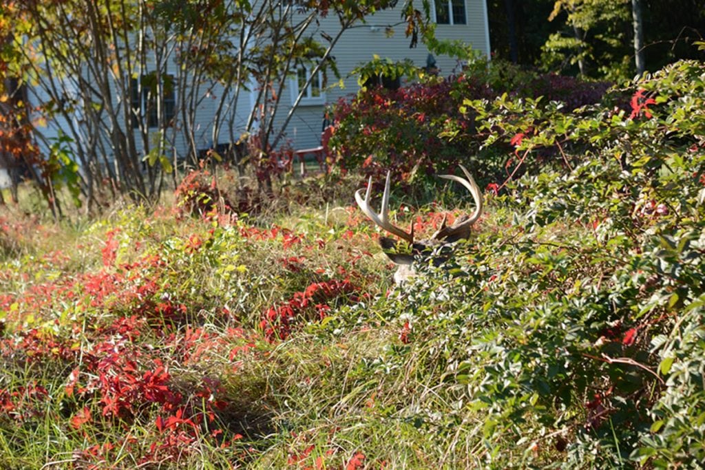 Hunting Suburban Deer - By Tom Keer