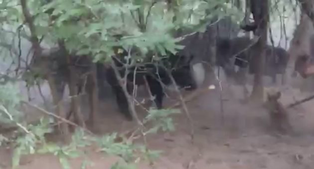 This Hog Hunter And His Dogs Got More Than They Bargained For!