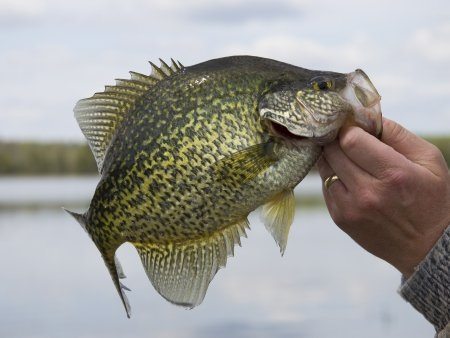 Here’s some tips on where to look for while crappie fishing