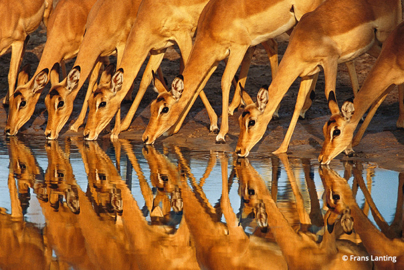 Into Africa: impalas in Botswana