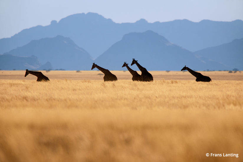 Into Africa: giraffes in Namibia