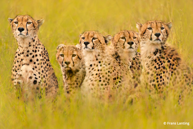 Into Africa: cheetah in Kenya