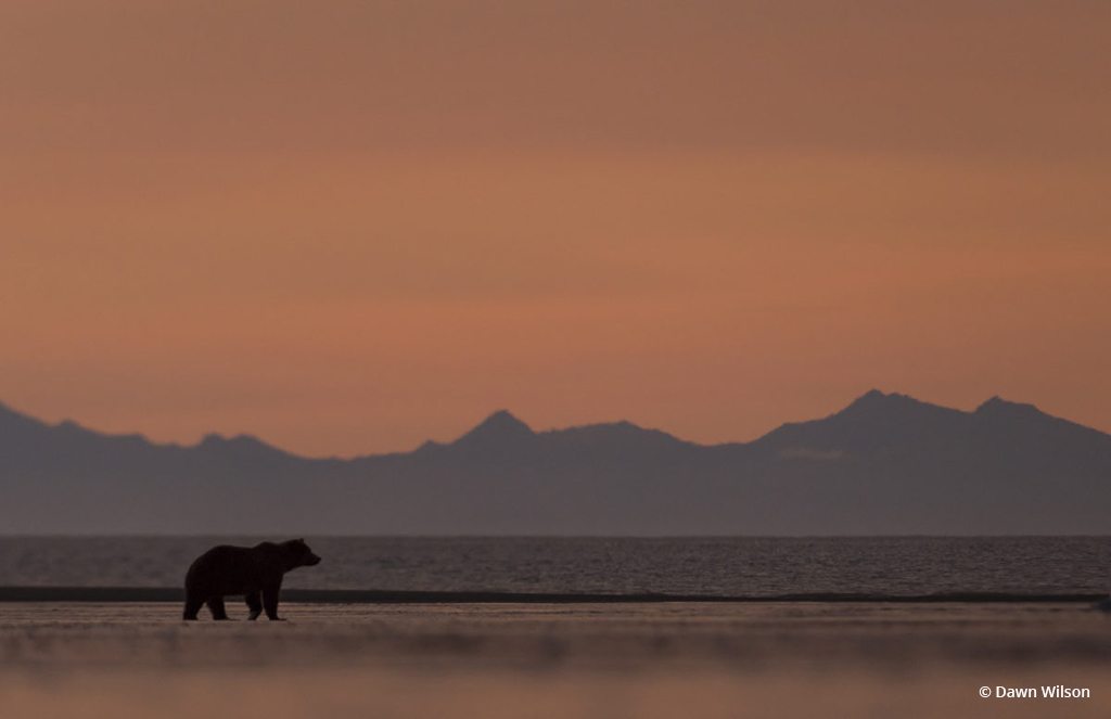 Today’s Photo Of The Day is “Brown Bear on Beach at Sunrise” by Dawn Wilson. Location: Lake Clark National Park, Alaska.