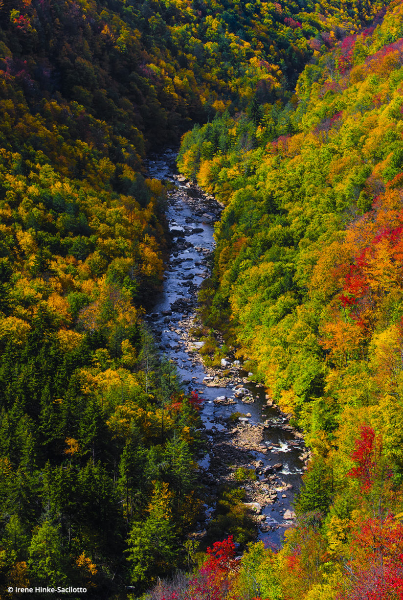 Fall Color In West Virginia: Blackwater Canyon