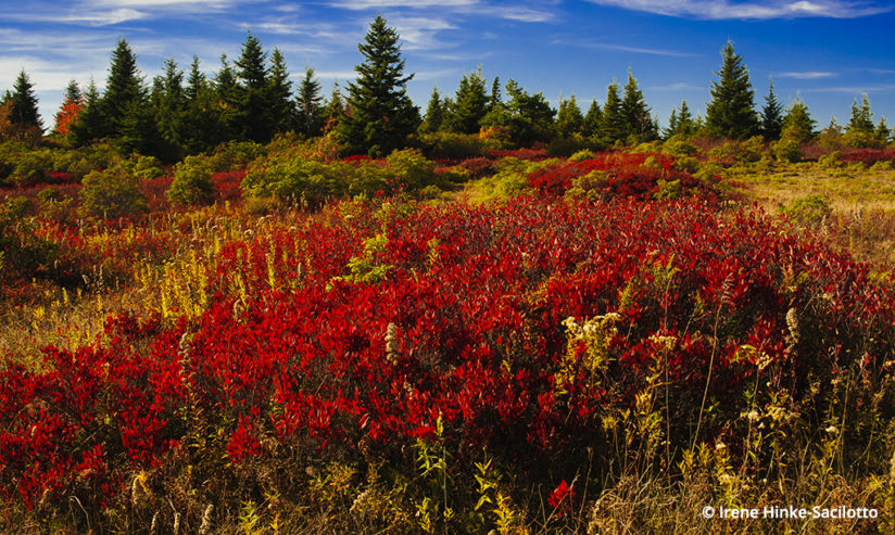 Fall Color In West Virginia: Dolly Sods