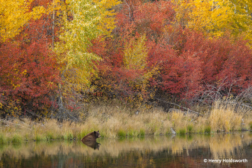 Grand Teton fall color, female black bear 