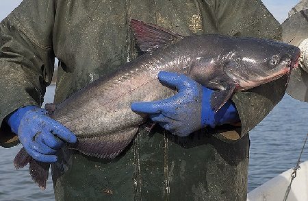 New catfish reg threatens watermen’s livelihood on Chesapeake Bay
