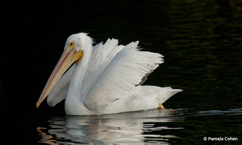 low key lighting white pelican
