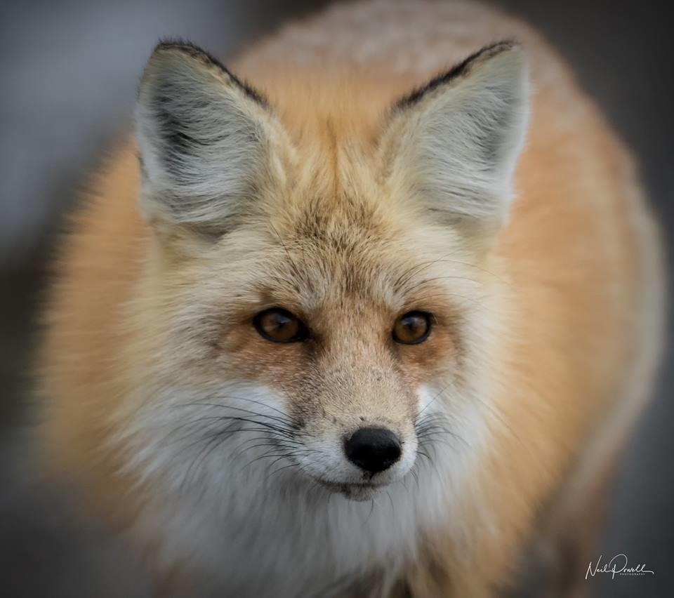 Today’s Photo Of The Day is “Red Fox” by Neil Powell. Location: Oxbow Bend, Grand Teton National Park, Wyoming.
