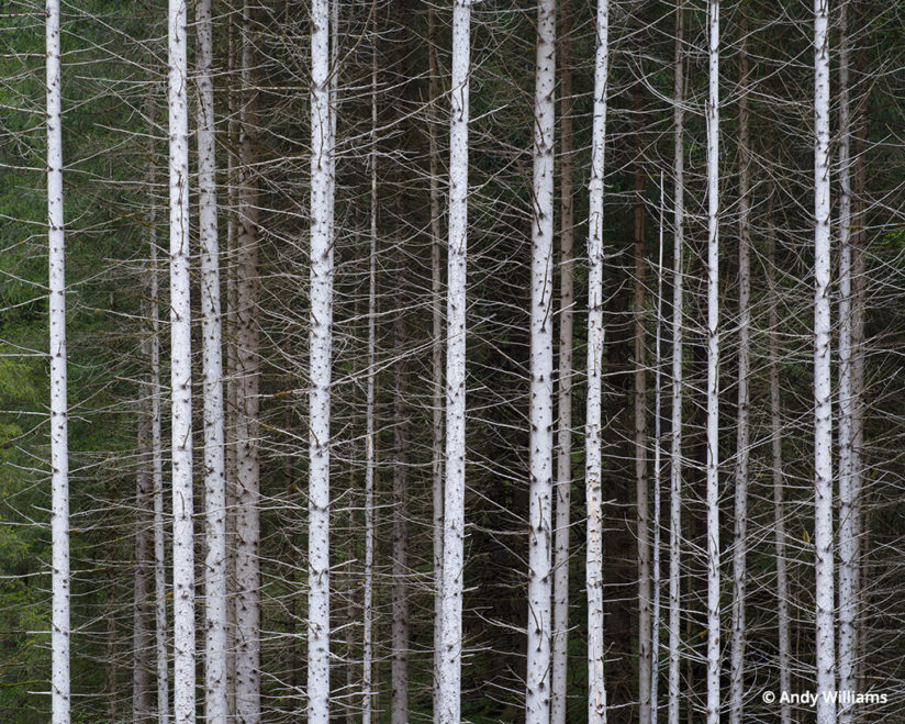 shooting for black and white, Stand of trees in Italy’s Dolomites