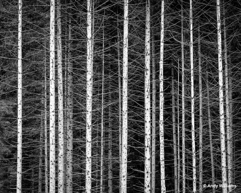 shooting for black and white, Stand of trees in Italy’s Dolomites, after conversion