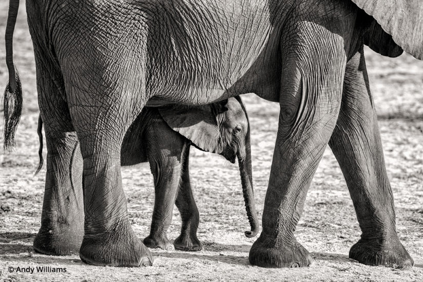 shooting for black and white, Mother elephant and calf, after conversion