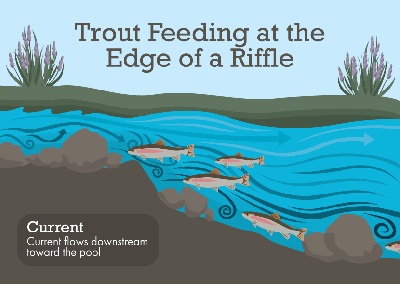 Where To Find Trout