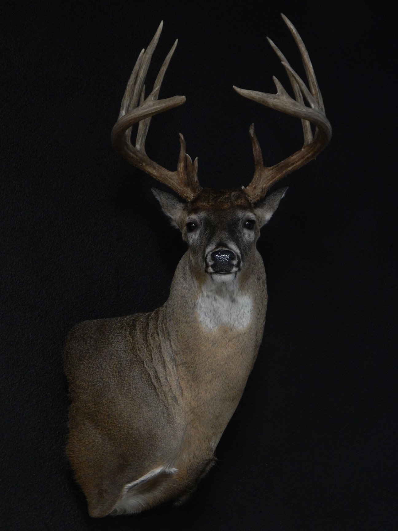 Don Higgins’s Deer Mounts from His Epic 2017 Season Are Officially Done ⋆ Outdoor ...
