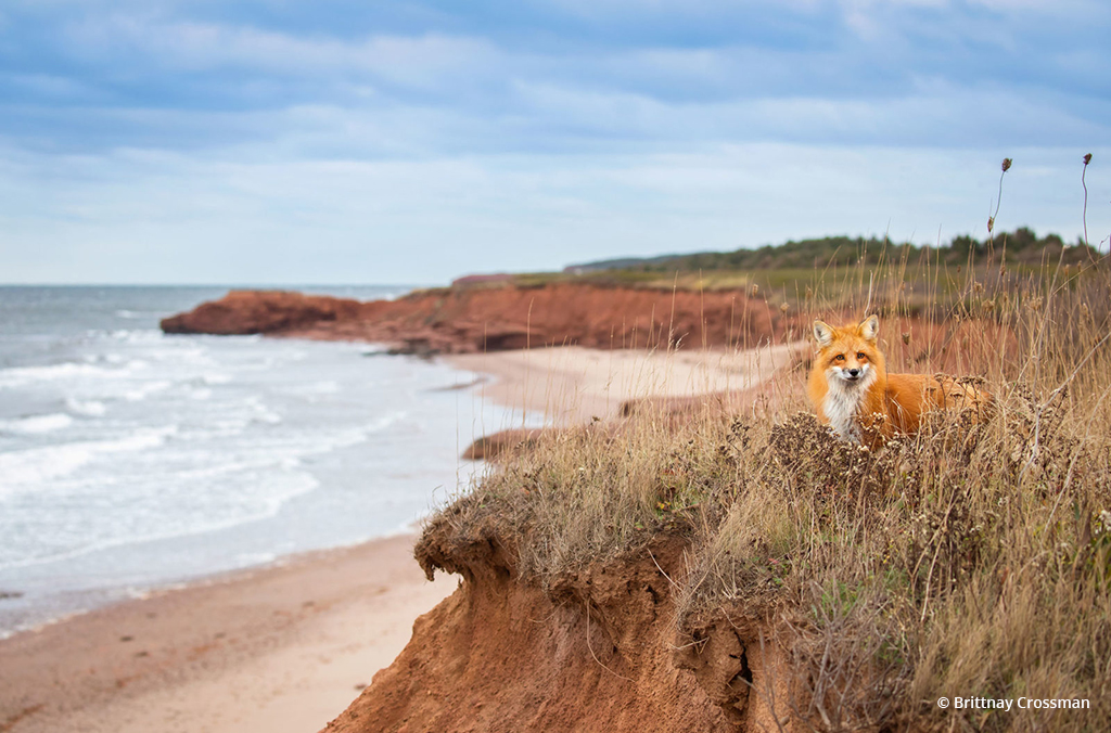 Today’s Photo Of The Day is “Sanctuary” by Brittany Crossman. Location: Prince Edward Island, Canada. 
