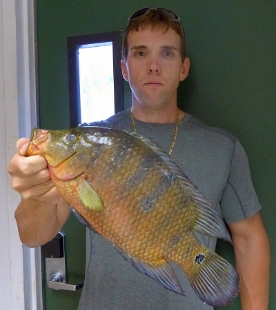 New State Record for Florida- Mayan Cichlid