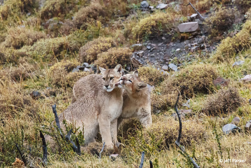 pumas of Patagonia, puma kittens