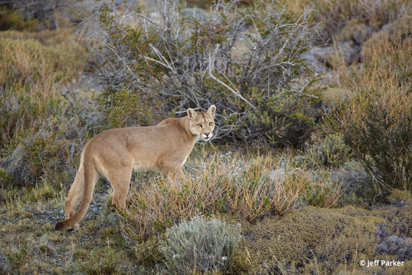 pumas of Patagonia, mother puma on the hunt for dinner