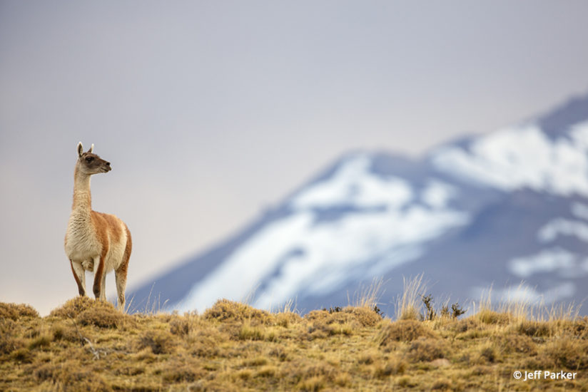 one of the primary prey pumas of Patagonia is the guanaco