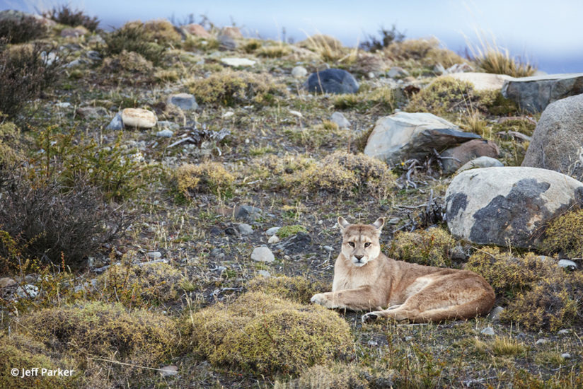 Hermanita is one of the often observed pumas of Patagonia