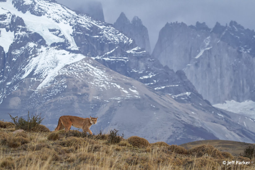 photographing the pumas of patagonia