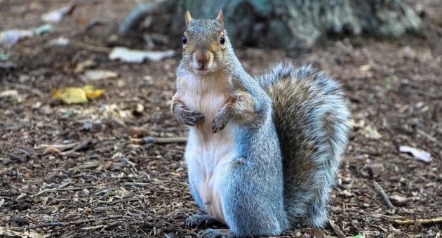 squirrel season