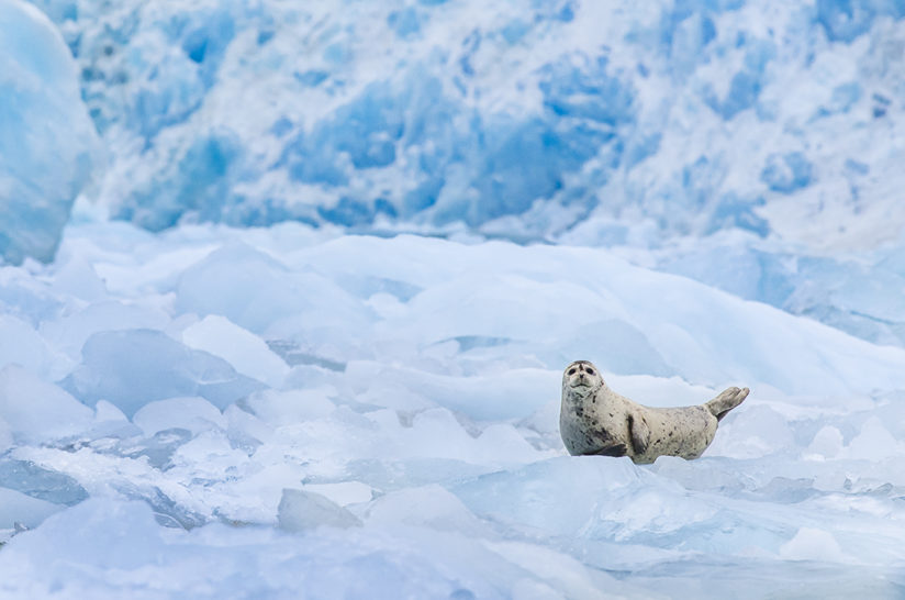 Inside Passage: harbor seal rests on a patch of ice