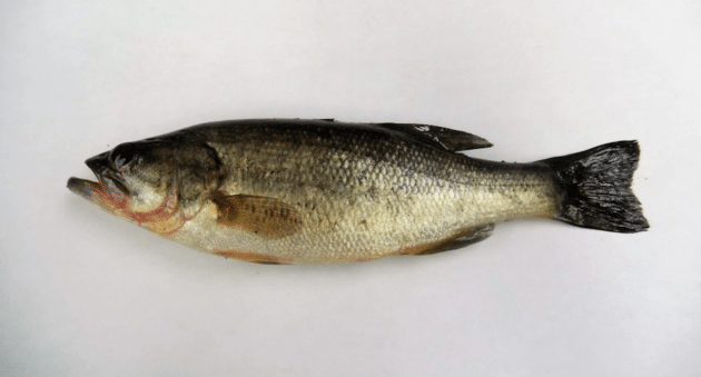 Alaska Largemouth Bass