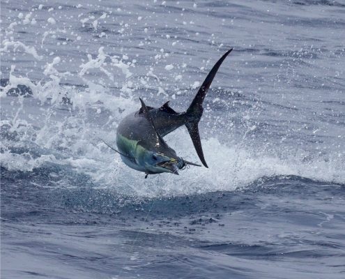 Billfish Conservation Act Implemented