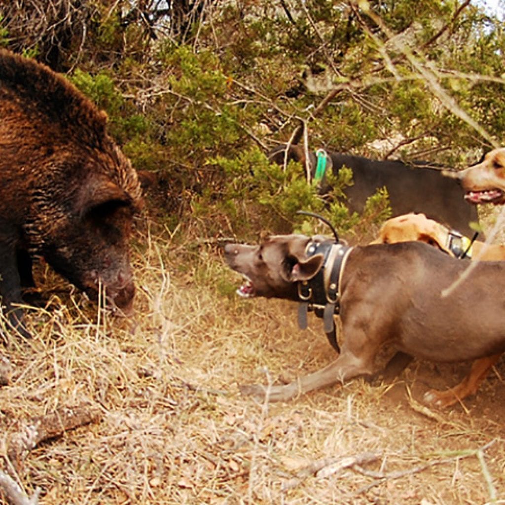 Hog Dogs The Best Breeds for Hog Hunting ⋆ Outdoor Enthusiast Lifestyle Magazine