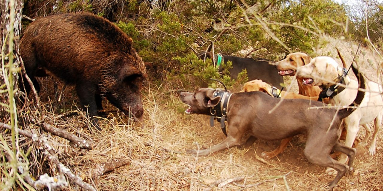 Hog Dogs The Best Breeds for Hog Hunting ⋆ Outdoor Enthusiast Lifestyle Magazine