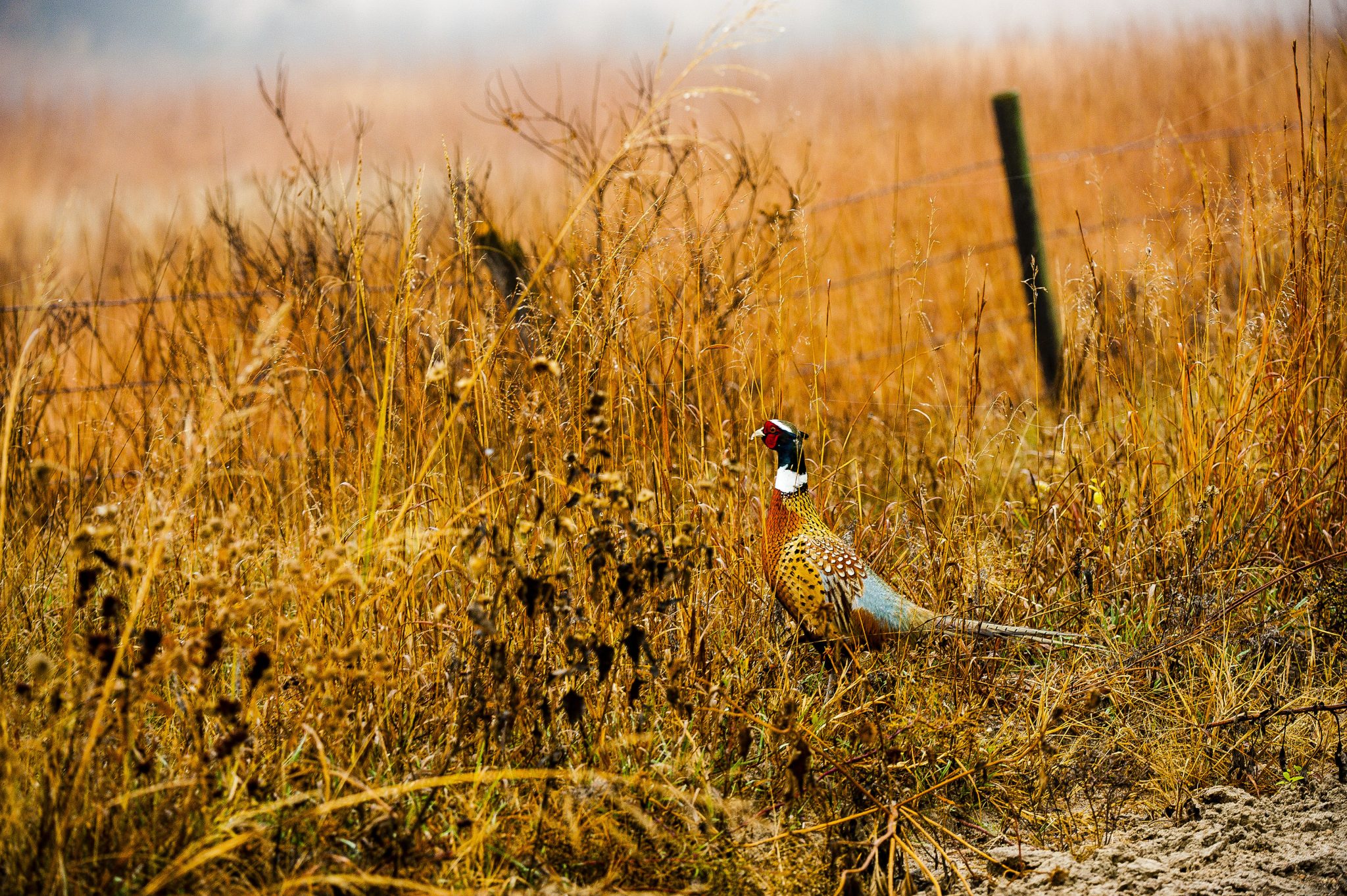 The Pheasant’s Schedule And How To Hunt It ⋆ Outdoor Enthusiast