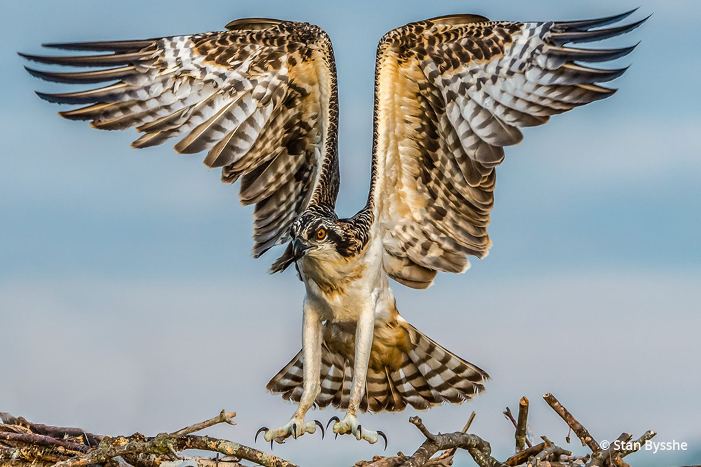Today’s Photo Of The Day is “Just about to fledge” by Stan Bysshe. Location: Potomac River, Maryland.