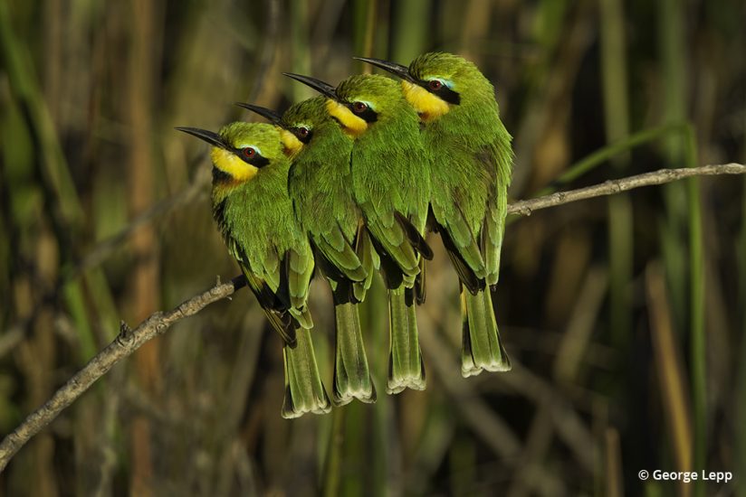 Bee-eaters, photo by George Lepp
