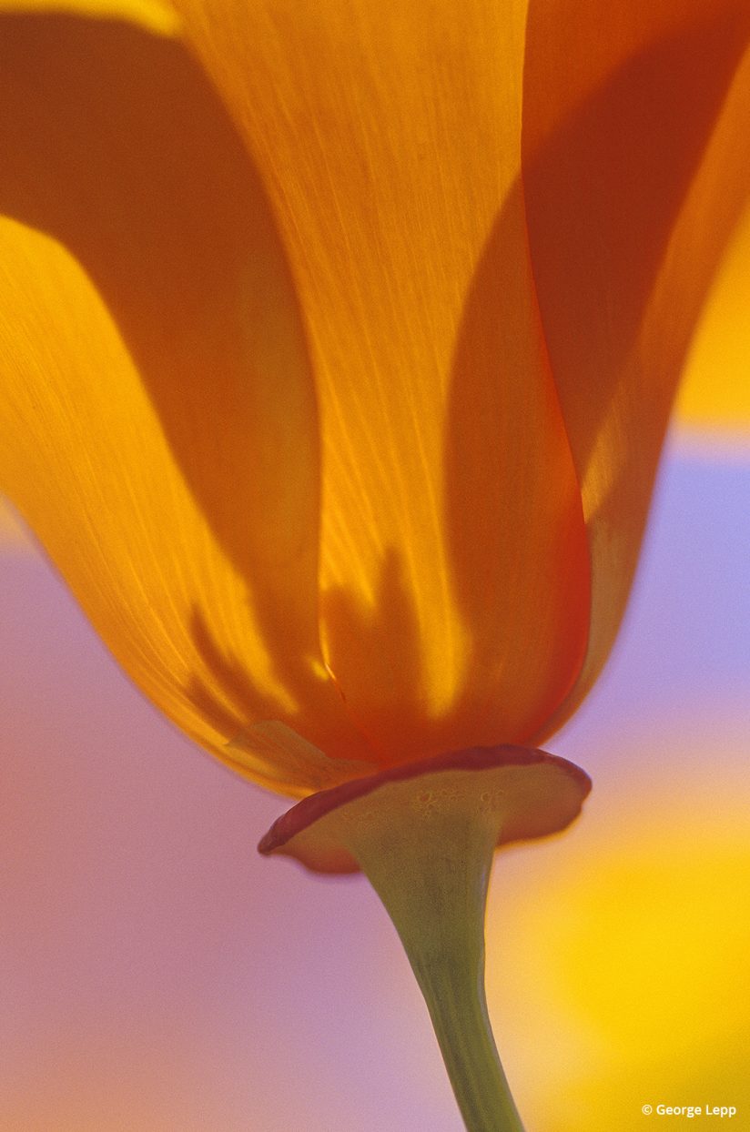 Photo of California poppy by George Lepp