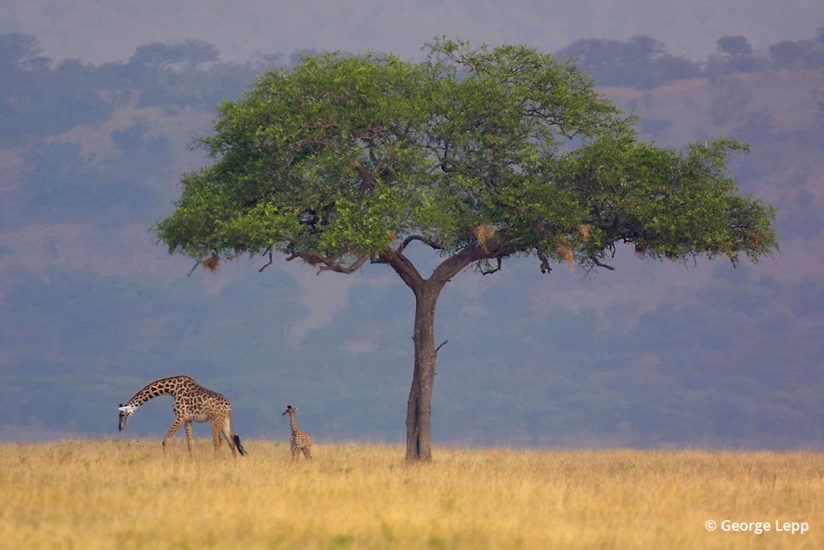 Photo of giraffes by George Lepp