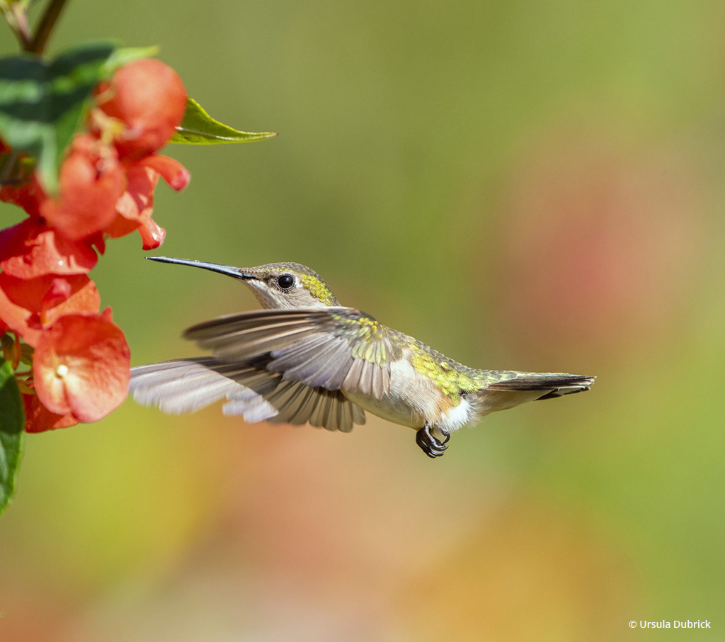 Today’s Photo Of The Day is “Female Ruby-throated Hummingbird” by Ursula Dubrick. Location: Florida.