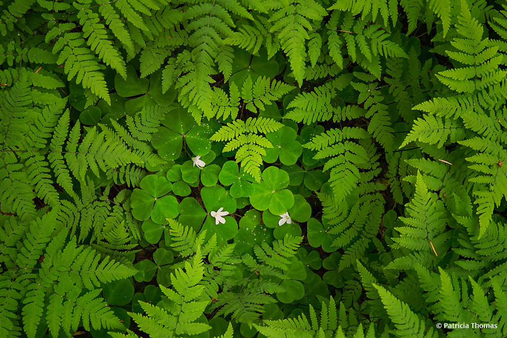 Congratulations to Patricia Thomas for winning the recent The Green Scene photography assignment with the image, “The Forest Floor.”