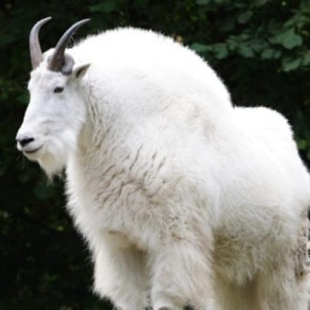 new world record mountain goat