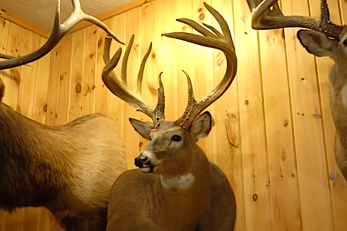 The Jordan Buck The Puzzling Mystery of a World Record Whitetail's 50
