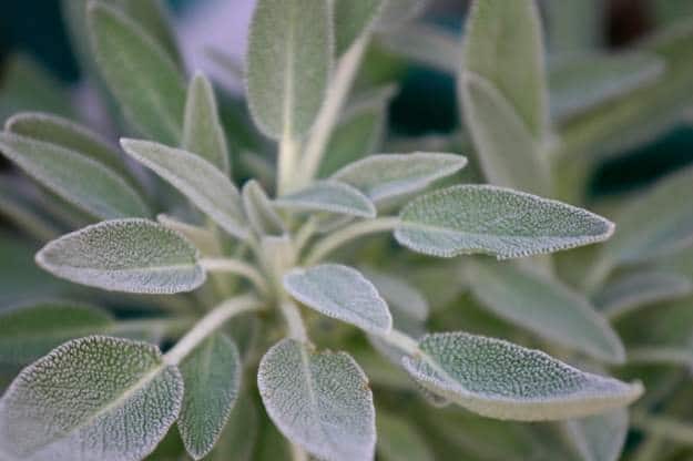 Burn sage to keep mosquitoes away | Everyone Should Learn These 25 Ingenious Camping Tips And Hacks NOW
