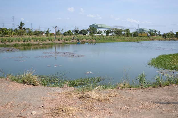 fish pond